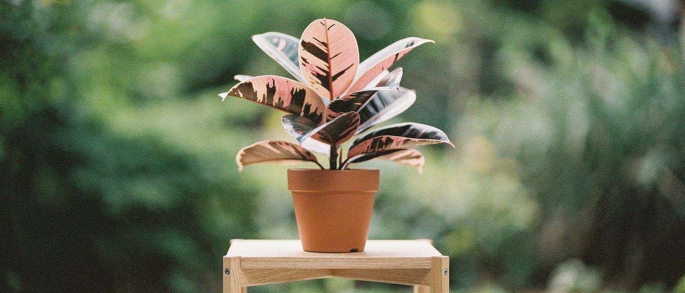 Ficus Elastica 'Ruby'