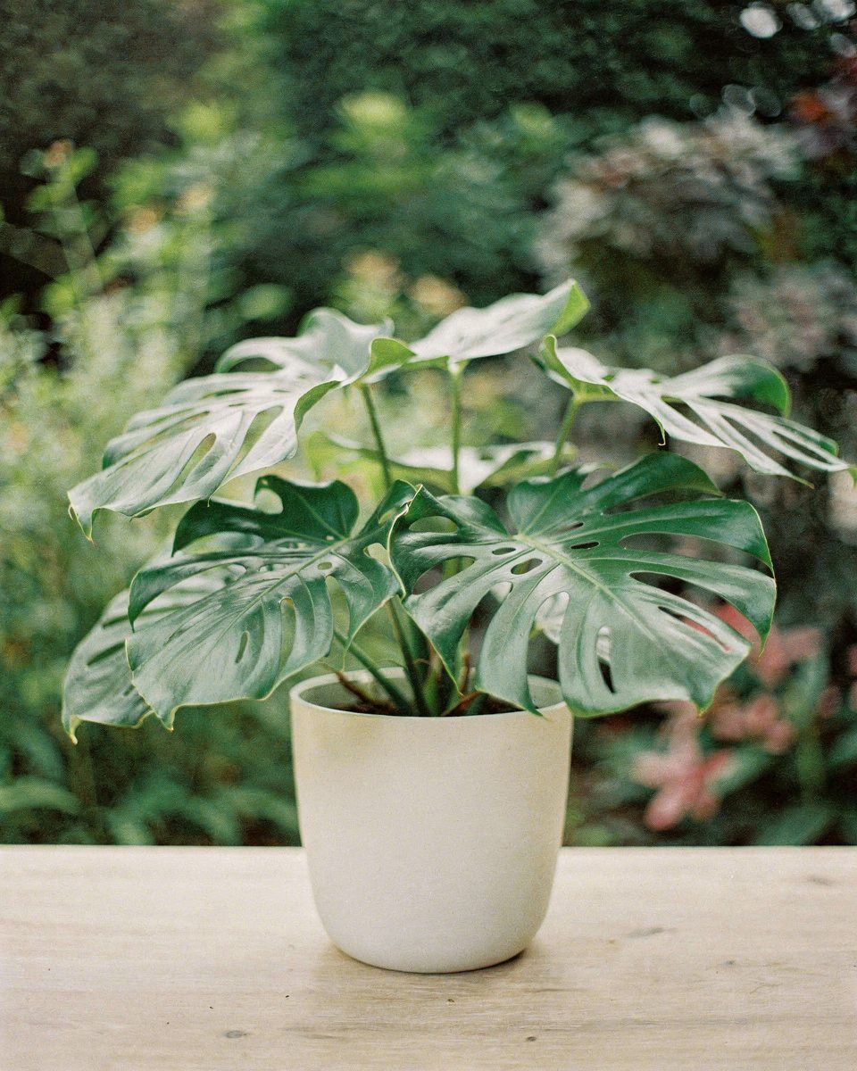 Monstera Deliciosa