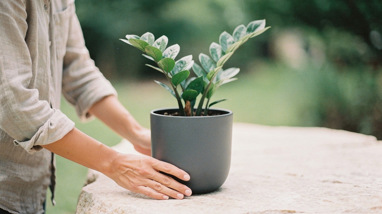 Zamioculcas Zamiifolia (ZZ Plant)